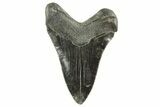 Serrated, Fossil Megalodon Tooth - South Carolina #212930-1